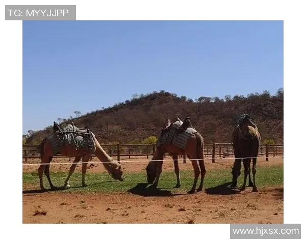 墨西哥美洲与帕丘卡激战正酣谁能在这场对决中脱颖而出